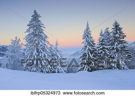 Stock Image - Snow-covered conifers, Switzerland, Europe. Fotosearch
