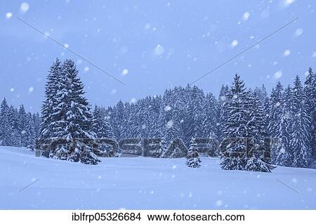 Snow-covered fir trees during snowfall, Switzerland, Europe View Large Photo Image Picture - Snow-covered fir trees during snowfall, Switzerland, Europe. Fotosearch