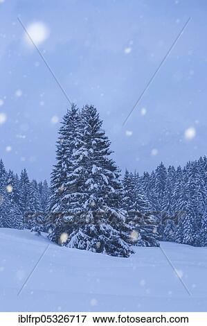 Stock Photo - Snow-covered fir trees during snowfall, Switzerland, Europe. Fotosearch