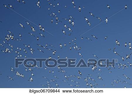 Picture - Snow geese (Anser caerulescens) in flight, Province of Quebec, Canada, North America. Fotosearch