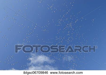 Snow geese (Anser caerulescens) in flight, Province of Quebec, Canada, North America View Large Photo Image Stock Photograph - Snow geese (Anser caerulescens) in flight, Province of Quebec, Canada, North America. Fotosearch