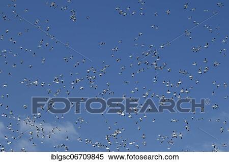 Snow geese (Anser caerulescens) in flight, Province of Quebec, Canada, North America View Large Photo Image Stock Photography - Snow geese (Anser caerulescens) in flight, Province of Quebec, Canada, North America. Fotosearch