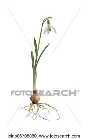 Snowdrop (Galanthus), Germany, Europe View Large Photo Image Stock Image - Snowdrop (Galanthus), Germany, Europe. Fotosearch