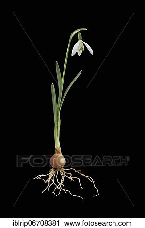 Snowdrop (Galanthus), Germany, Europe View Large Photo Image Stock Image - Snowdrop (Galanthus), Germany, Europe. Fotosearch