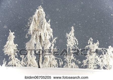 Snowfall on the Kahler Asten, Sauerland, North Rhine-Westphalia, Germany, Europe View Large Photo Image Stock Photography - Snowfall on the Kahler Asten, Sauerland, North Rhine-Westphalia, Germany, Europe. Fotosearch