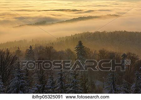 Stock Image - Snowy fir forest with wafts of mist, Zurich Oberland, Switzerland, Europe. Fotosearch