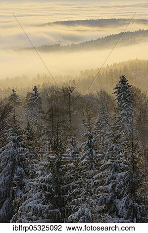Snowy fir forest with wafts of mist, Zurich Oberland, Switzerland, Europe View Large Photo Image Stock Image - Snowy fir forest with wafts of mist, Zurich Oberland, Switzerland, Europe. Fotosearch