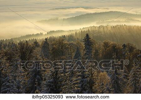Snowy fir forest with wafts of mist, Zurich Oberland, Switzerland, Europe View Large Photo Image Stock Image - Snowy fir forest with wafts of mist, Zurich Oberland, Switzerland, Europe. Fotosearch