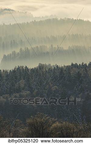 Stock Image - Snowy fir forest with wafts of mist, Zurich Oberland, Switzerland, Europe. Fotosearch