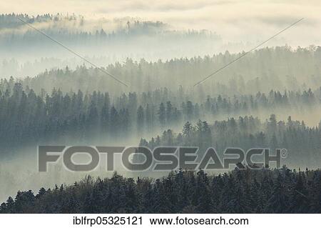 Snowy fir forest with wafts of mist, Zurich Oberland, Switzerland, Europe View Large Photo Image Stock Image - Snowy fir forest with wafts of mist, Zurich Oberland, Switzerland, Europe. Fotosearch