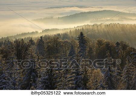 Snowy fir forest with wafts of mist, Zurich Oberland, Switzerland, Europe View Large Photo Image Stock Image - Snowy fir forest with wafts of mist, Zurich Oberland, Switzerland, Europe. Fotosearch