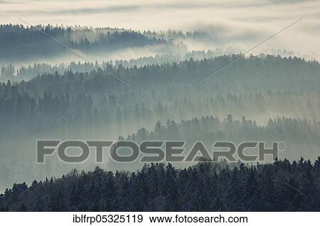 Snowy fir forest with wafts of mist, Zurich Oberland, Switzerland, Europe View Large Photo Image Stock Photo - Snowy fir forest with wafts of mist, Zurich Oberland, Switzerland, Europe. Fotosearch