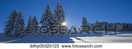 Stock Image - Snowy fir trees, St. Gallen, Switzerland, Europe. Fotosearch