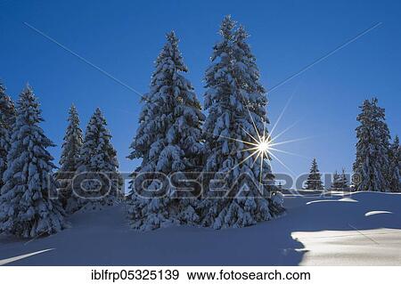 Snowy fir trees, St. Gallen, Switzerland, Europe View Large Photo Image Stock Photo - Snowy fir trees, St. Gallen, Switzerland, Europe. Fotosearch