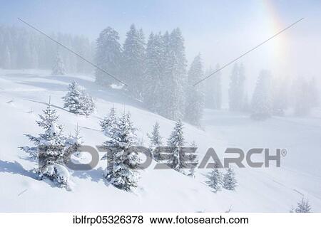 Snowy firs with rainbow, Glarus, Switzerland, Europe View Large Photo Image Stock Photo - Snowy firs with rainbow, Glarus, Switzerland, Europe. Fotosearch