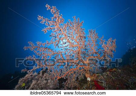 Soft coral on reef (Siphonogorgia godeffroyi), Kai Islands, Moluccas, Indonesia, Asia View Large Photo Image Picture - Soft coral on reef (Siphonogorgia godeffroyi), Kai Islands, Moluccas, Indonesia, Asia. Fotosearch
