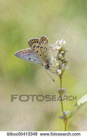 Stock Photo - Sooty Copper (Lycaena tityrus) male, Lüneburg, Lower Saxony, Germany, Europe. Fotosearch