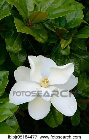 Stock Photo - Southern Magnolia (Magnolia grandiflora). Fotosearch