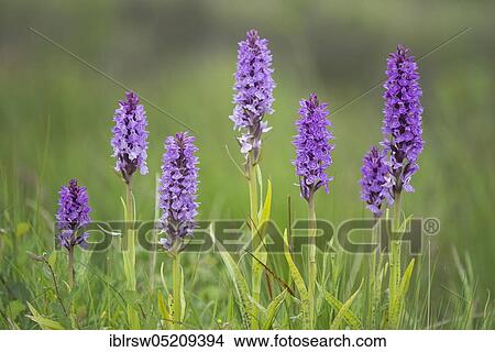Picture - Southern marsh orchid (Dactylorhiza praetermissa) Lower Saxony, Germany, Europe. Fotosearch