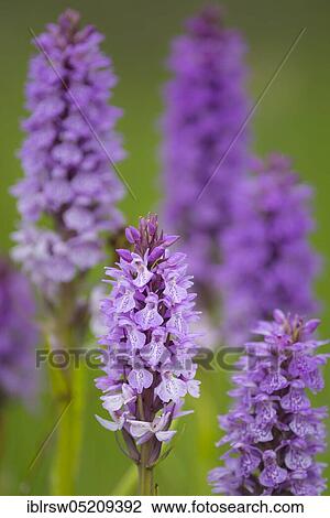 Southern marsh orchid (Dactylorhiza praetermissa) Lower Saxony, Germany, Europe View Large Photo Image Stock Image - Southern marsh orchid (Dactylorhiza praetermissa) Lower Saxony, Germany, Europe. Fotosearch