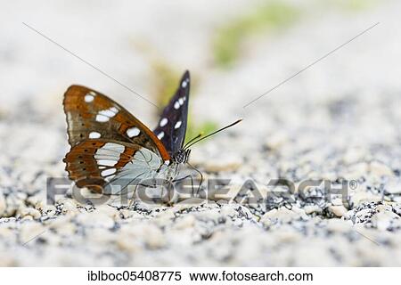 Southern white admiral (Limenitis reducta), Istria, Croatia, Europe View Large Photo Image Stock Photography - Southern white admiral (Limenitis reducta), Istria, Croatia, Europe. Fotosearch