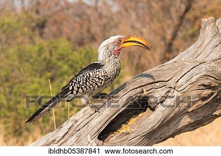 Southern Yellow-billed Hornbill (Tockus leucomelas), Moremi Game Reserve, Okavango Delta, Botswana, Africa View Large Photo Image Stock Image - Southern Yellow-billed Hornbill (Tockus leucomelas), Moremi Game Reserve, Okavango Delta, Botswana, Africa. Fotosearch
