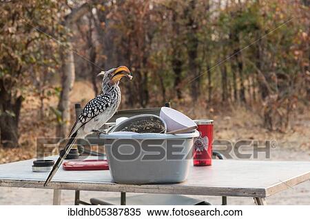 Southern Yellow-billed Hornbill (Tockus leucomelas), Moremi Game Reserve, Okavango Delta, Botswana, Africa View Large Photo Image Stock Photography - Southern Yellow-billed Hornbill (Tockus leucomelas), Moremi Game Reserve, Okavango Delta, Botswana, Africa. Fotosearch