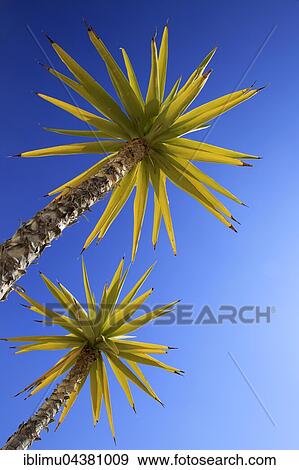 Spanish bayonet (Yucca aloifolia), against blue sky, Cabo de Gata natural park, Almeria, Spain, Europe View Large Photo Image Stock Photo - Spanish bayonet (Yucca aloifolia), against blue sky, Cabo de Gata natural park, Almeria, Spain, Europe. Fotosearch
