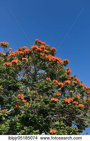 Picture - Spathodea ( Spathodea campanulata) Funchal, Madeira, Portugal, Europe. Fotosearch