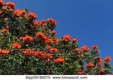 Stock Photography - Spathodea ( Spathodea campanulata) Funchal, Madeira, Portugal, Europe. Fotosearch