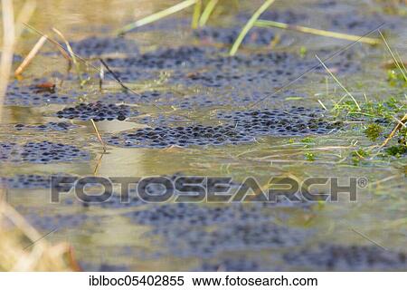 Spawn of moor frog (Rana arvalis), Lower Saxony, Germany, Europe View Large Photo Image Stock Photography - Spawn of moor frog (Rana arvalis), Lower Saxony, Germany, Europe. Fotosearch