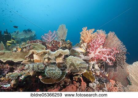 Species-rich coral reef, Florida Islands, Solomon Islands, Oceania View Large Photo Image Stock Photo - Species-rich coral reef, Florida Islands, Solomon Islands, Oceania. Fotosearch