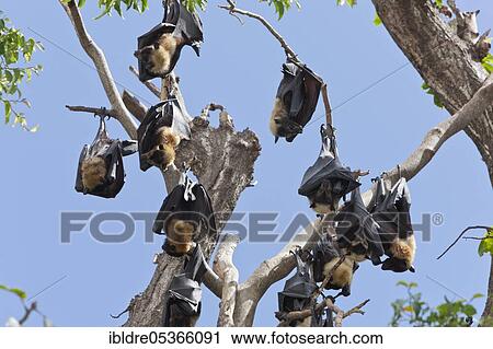 Spectacled flying fox (Pteropus conspicillatus), Cairns, Australia, Oceania View Large Photo Image Stock Image - Spectacled flying fox (Pteropus conspicillatus), Cairns, Australia, Oceania. Fotosearch