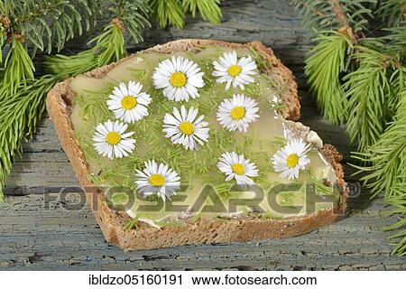 Spelt bread with spruce tips (Picea) and daisies (Bellis perennis) View Large Photo Image Stock Image - Spelt bread with spruce tips (Picea) and daisies (Bellis perennis). Fotosearch