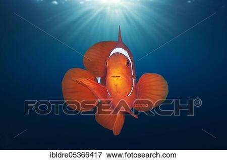 Spiny anemonefish, Premnas aculeatus, Florida Islands, Solomon Islands, Oceania View Large Photo Image Stock Photo - Spiny anemonefish, Premnas aculeatus, Florida Islands, Solomon Islands, Oceania. Fotosearch