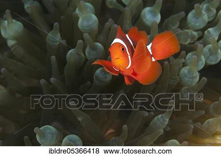 Spiny anemonefish, Premnas aculeatus, Florida Islands, Solomon Islands, Oceania View Large Photo Image Stock Photo - Spiny anemonefish, Premnas aculeatus, Florida Islands, Solomon Islands, Oceania. Fotosearch