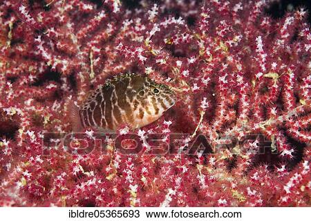 Spotted hawkfish (Cirrhitichthys aprinus), Triton Bay, West Papua, Indonesia, Asia View Large Photo Image Stock Image - Spotted hawkfish (Cirrhitichthys aprinus), Triton Bay, West Papua, Indonesia, Asia. Fotosearch