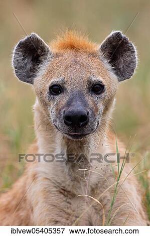 Stock Photo - Spotted hyena (Crocuta crocuta), Ngorongoro crater, Tanzania, Africa. Fotosearch