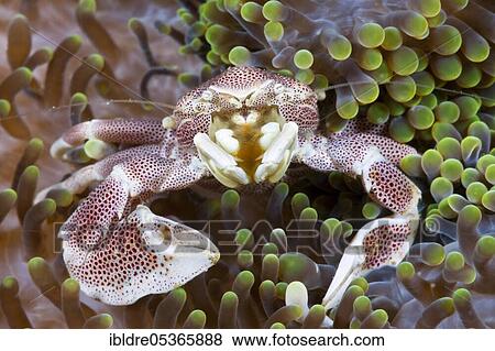 Spotted porcelain crab (Neopetrolisthes maculatus) associated with sea anemone, Ambon, Moluccas, Indonesia, Asia View Large Photo Image Stock Photo - Spotted porcelain crab (Neopetrolisthes maculatus) associated with sea anemone, Ambon, Moluccas, Indonesia, Asia. Fotosearch