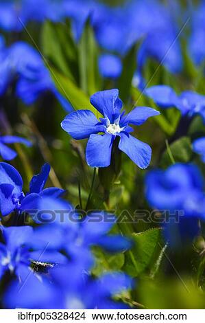 Picture - Spring Gentian, Gentiana verna, Bernese Oberland, Switzerland, Europe. Fotosearch