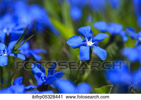 Stock Image - Spring Gentian, Gentiana verna, Bernese Oberland, Switzerland, Europe. Fotosearch