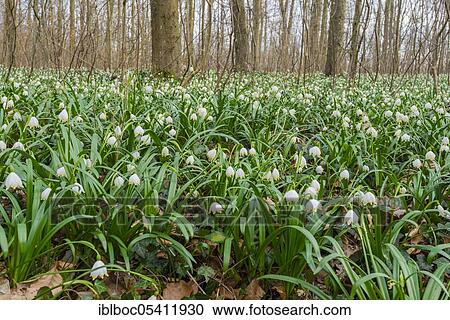 Stock Image - Spring snowflake (Leucojum vernum), NSG Schweineberg, Lower Saxony, Germany, Europe. Fotosearch