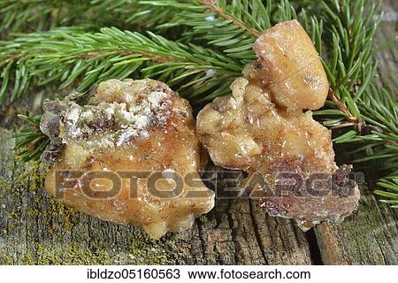 Stock Image - Spruce resin (Picea abies). Fotosearch