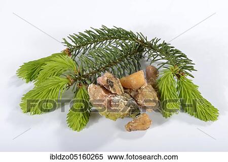 Spruce, spruce resin, spruce branches (Picea abies) View Large Photo Image Stock Photography - Spruce, spruce resin, spruce branches (Picea abies). Fotosearch