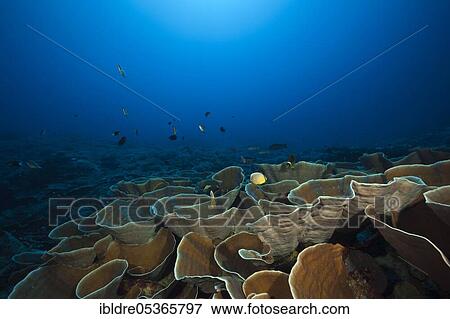 Stock Photo - Squamate coral (Turbinaria mesenterina), Kai Islands, Moluccas, Indonesia, Asia. Fotosearch