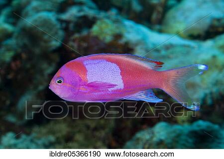 Square-spotted anthias (Pseudanthias pleurotaenia), Osprey Reef, Coral Sea, Australia, Oceania View Large Photo Image Stock Image - Square-spotted anthias (Pseudanthias pleurotaenia), Osprey Reef, Coral Sea, Australia, Oceania. Fotosearch