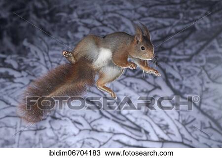 Squirrel (Sciurus vulgaris), jumping, in winter with snow, North Rhine-Westphalia, Germany, Europe View Large Photo Image Stock Image - Squirrel (Sciurus vulgaris), jumping, in winter with snow, North Rhine-Westphalia, Germany, Europe. Fotosearch
