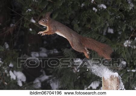 Stock Photograph - Squirrel (Sciurus vulgaris), jumping, in winter with snow, North Rhine-Westphalia, Germany, Europe. Fotosearch