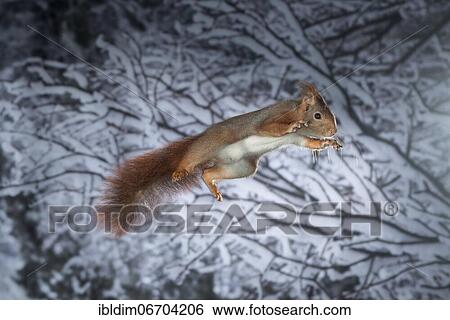 Stock Photograph - Squirrel (Sciurus vulgaris), jumping, in winter with snow, North Rhine-Westphalia, Germany, Europe. Fotosearch