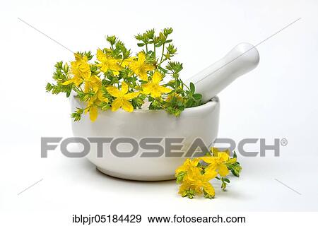 St. ( Hype rforatum) John's wort in grating bowl, spotted St. John's wort View Large Photo Image Stock Photo - St. ( Hype rforatum) John's wort in grating bowl, spotted St. John's wort. Fotosearch